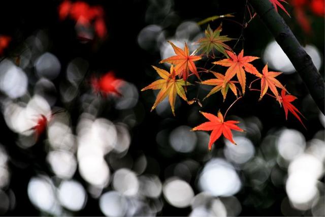 ¹⣬Ȼ绨 ,¹,Ȼ,绨 ִʫ 105059prtjh95ynczonyjr