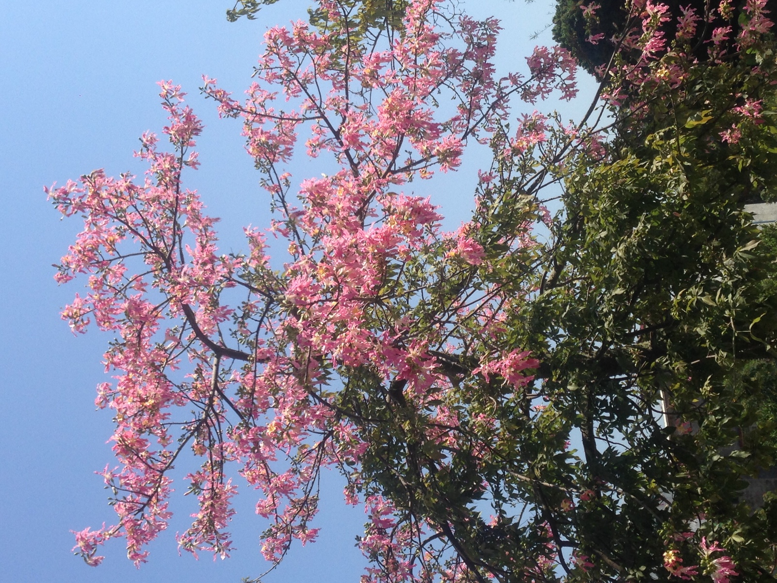   ִʫ 055040jflc6lav4fjlun4w