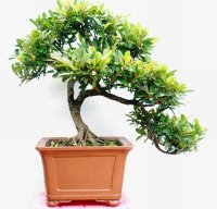  ʫ /ɿ  Ͻ 214252arldh3bdhrcc3rba