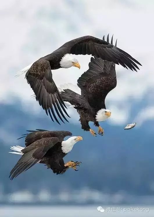 ⣬⣡  ִʫ 212846pqzml5zp9apaqzt3