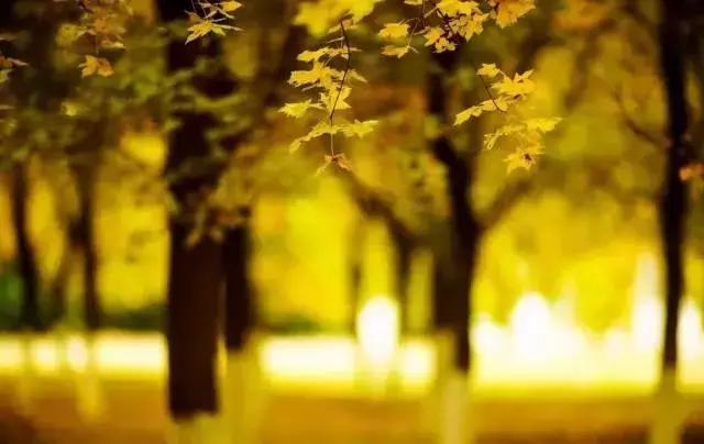 š , ִʫ 194100e3pxywqhypyyz002