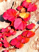 ɫ ,ɫ, ɢ 221540wzwffcu08wmmwbb8