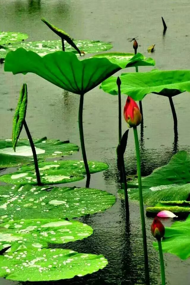 ӽ̾ ,ӽ̾ ɢ 193201rewofrwp88ofw836