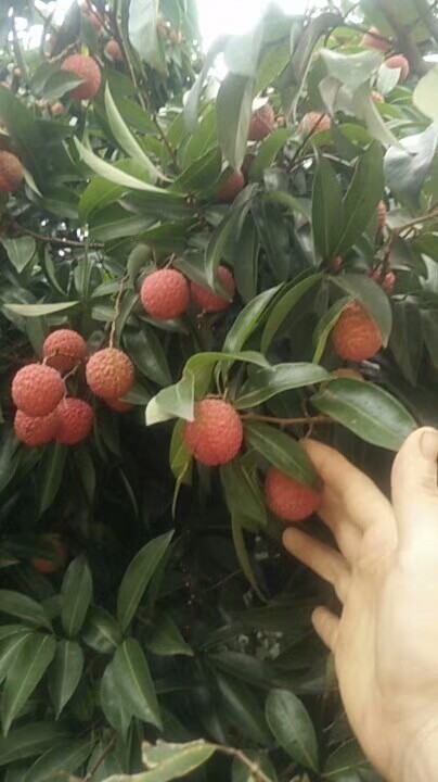 ֦ ֦ ɢ 222558b4uzqcr1jrffqf1q