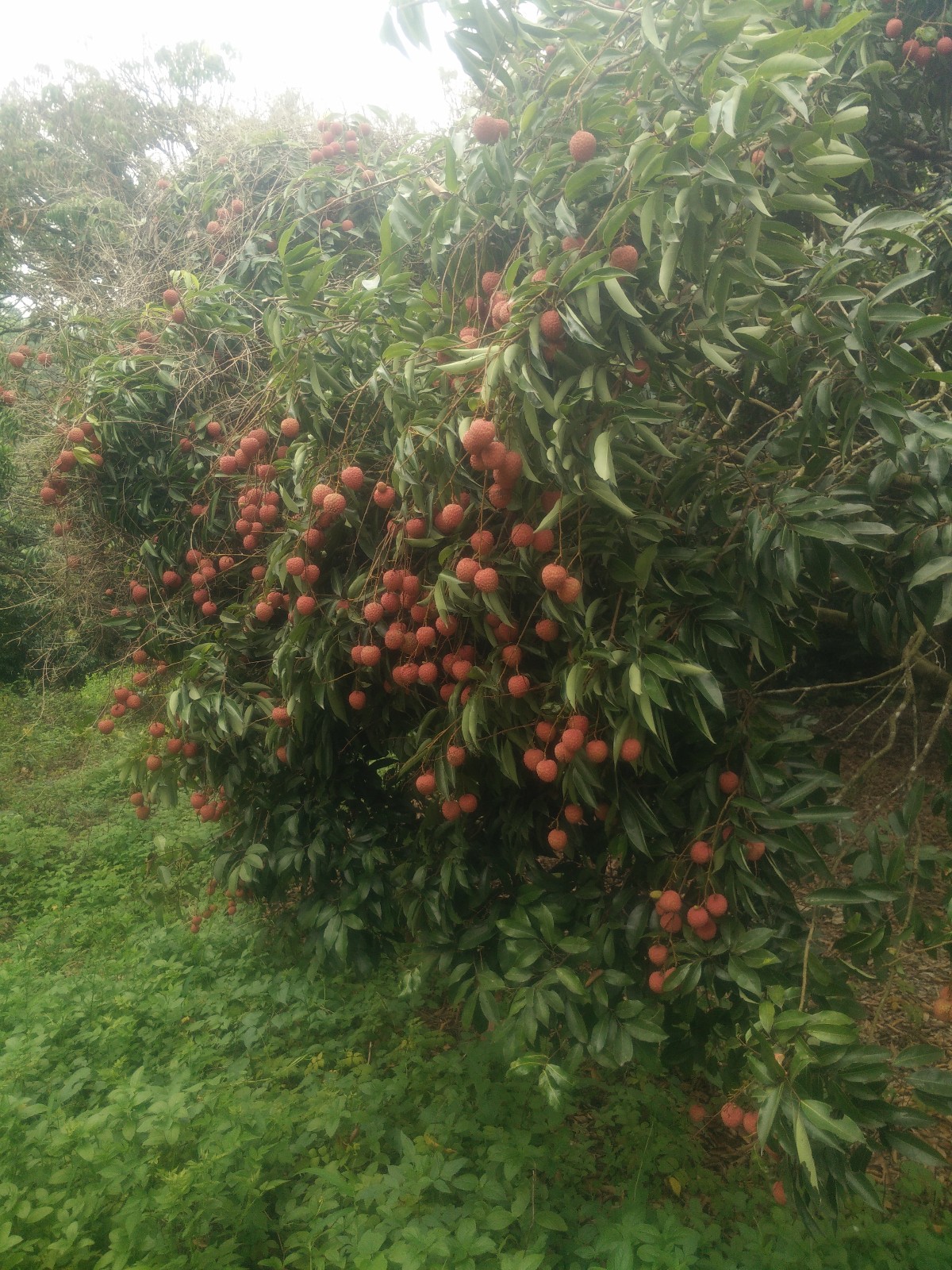 ֦ ֦ ɢ 222630rpvn2wh27xxn95d7