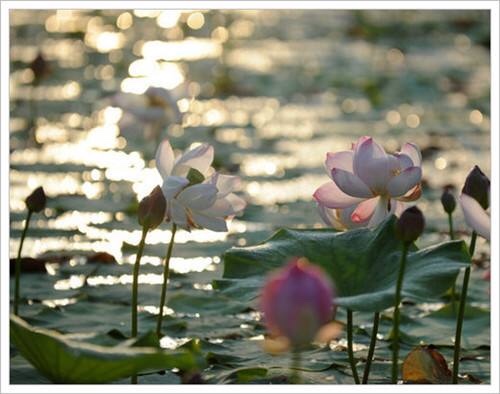 ΪԼɽʫ硱̳ʢ㻳ʫ Լ,ɽ,̳,ʢ,㻳 Ͻ 094503v7j9ad2f0a86gfpq