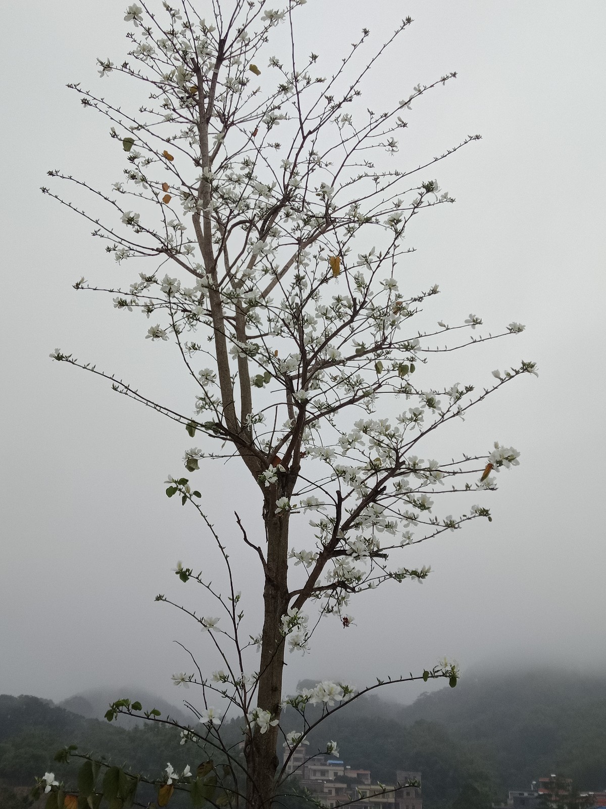   ɢ 223400achsyayccbjqr49l