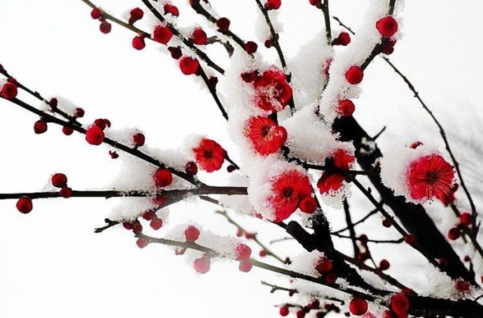 ʫ衿һѩ˴ ,ʫ,ѩ,  211242ex5xiikdoce78iu5