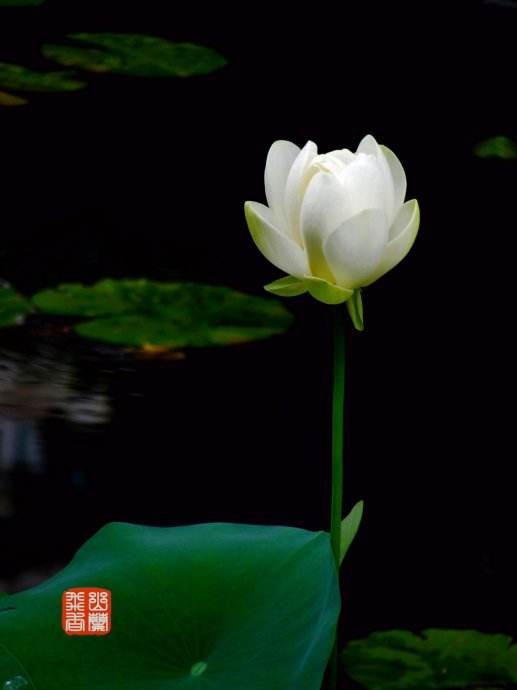  . ҹ ,ҹ Ͻ 081409k0waqyojje0d5awr