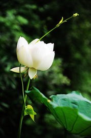 ʫС˵ĪǧԼ ʫ,С˵,ǧ Ͻ 071108jlhmsldpjbspnnhd