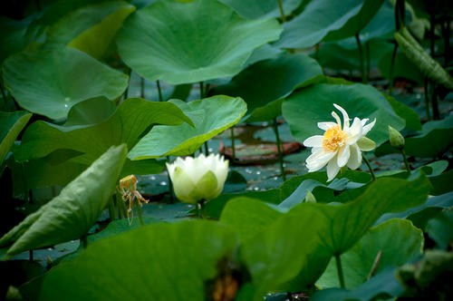 ĪǧԼأ ǧ, Ͻ 075439iaxkg1fouaoxms9x