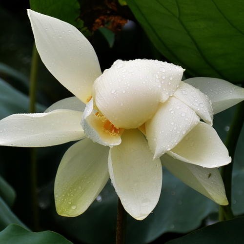   ˿˿ƬƬ ,˿˿,ƬƬ Ͻ 104721t9l1ddxk0djggrg0