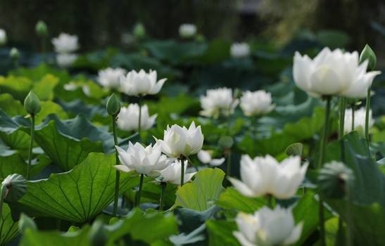 ĪǧԼ4 ǧ Ͻ 104958riumagadidjavygo