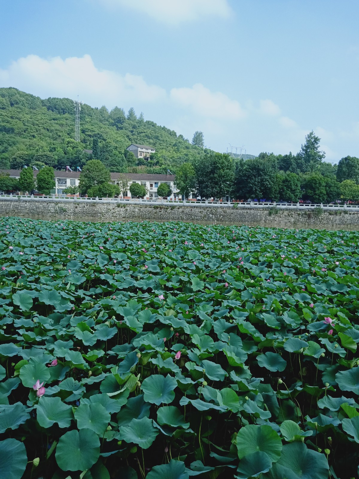 ǰģ㣬 ,ǰ ɢ 211633msr1i6s1112455k6