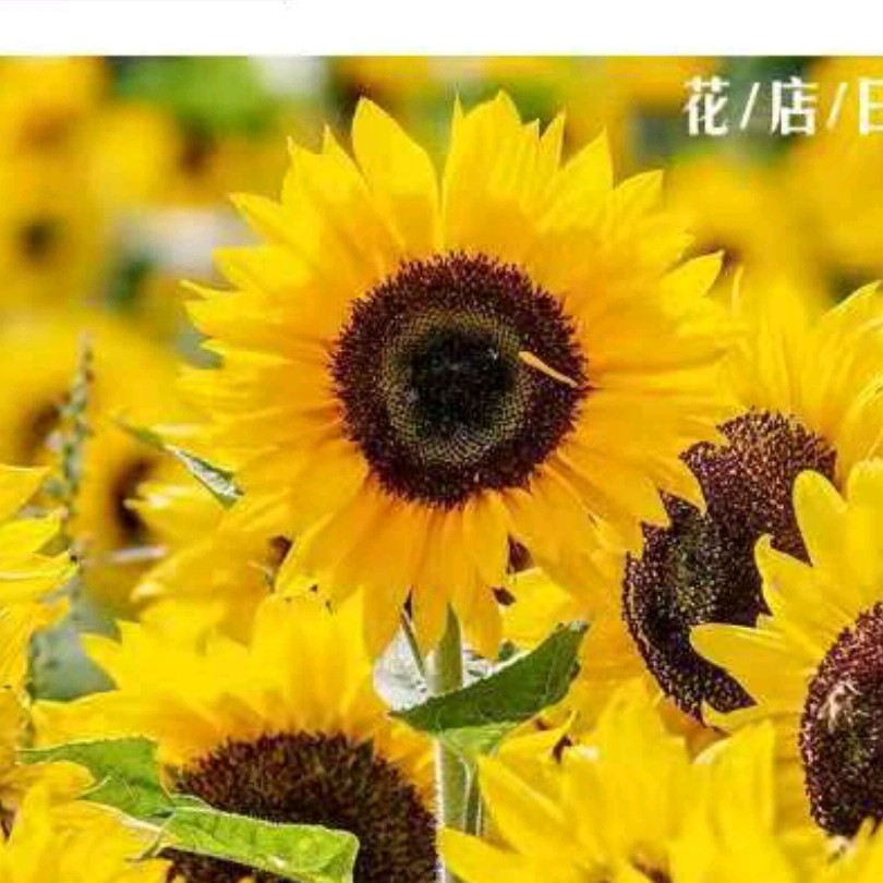 ̨ ̨, ɢ 212550qz00uxgsq8ds7iiq