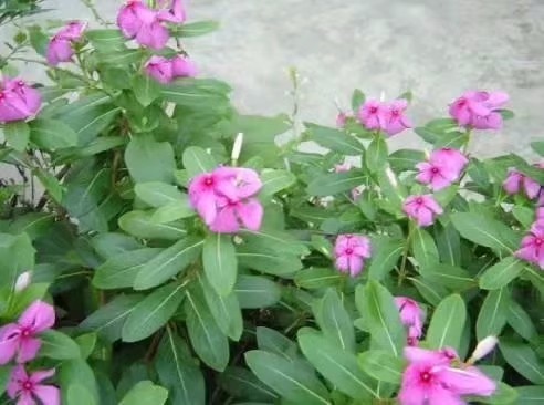 һ , ɢ 092646f4ujkzrjskmc9o41