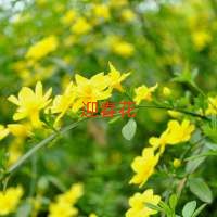 ӭ  ִʫ 090859js1ygugst9gpcgs3