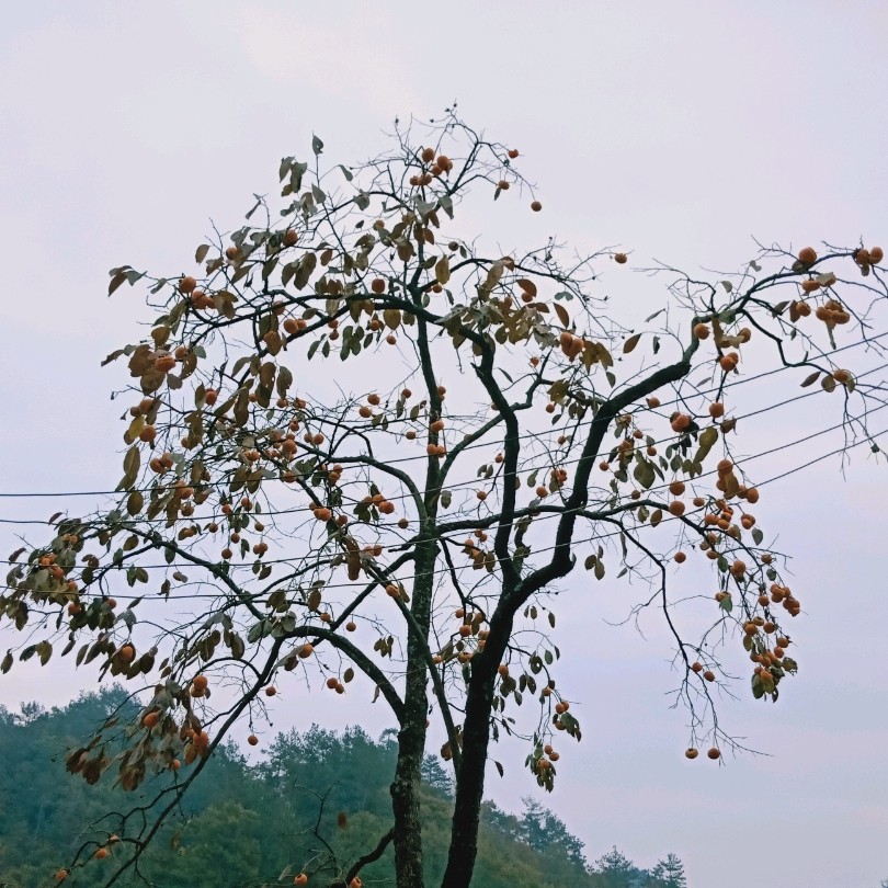 ǣ  ɢ 173442tfwnbttwbowbtjaw