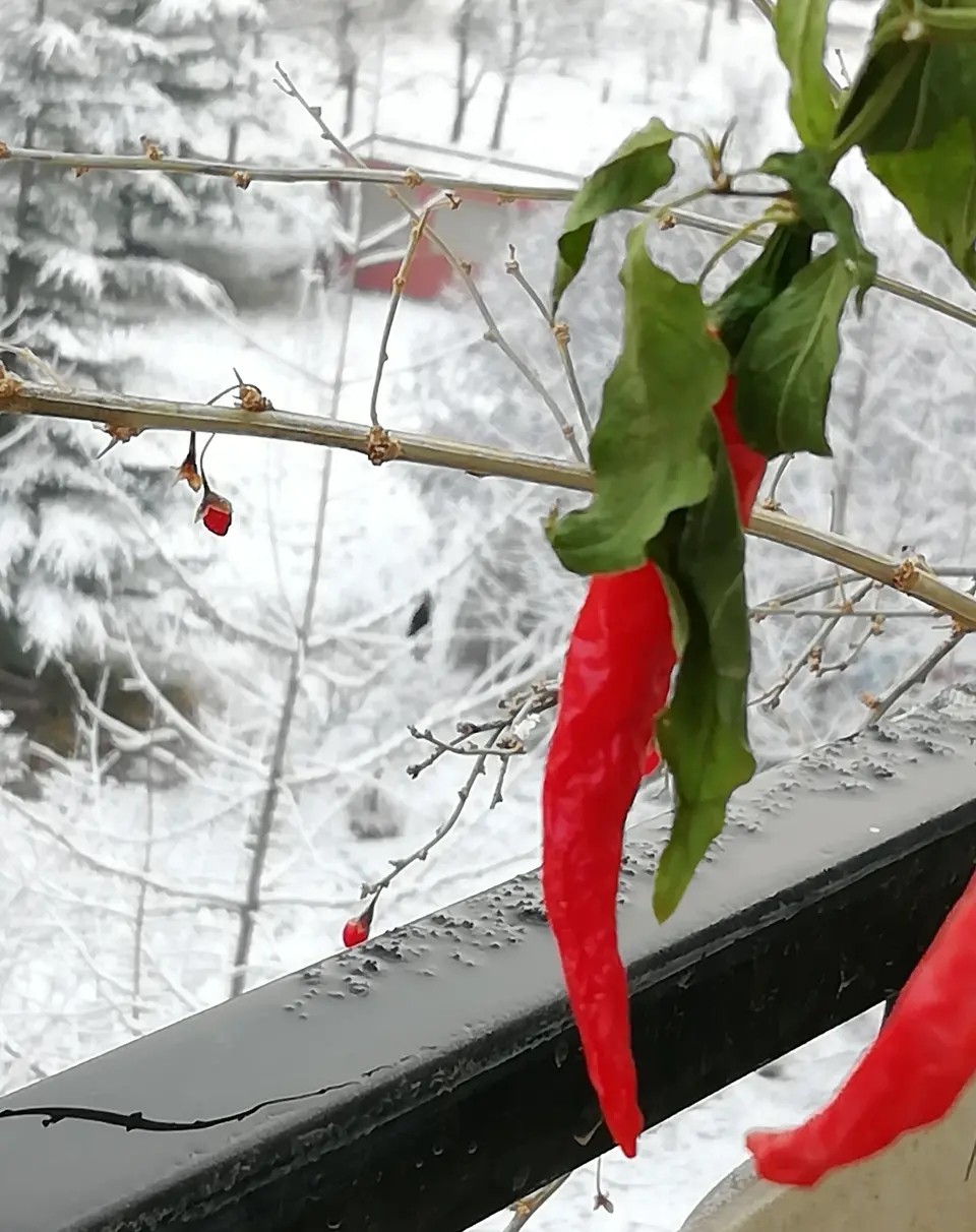 黳 黳 ɢ 115900tjj0n8t8i5a0t0iw