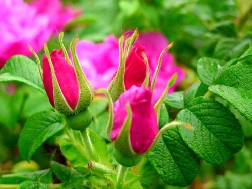 ÿЦ̡ʫ ÿ,,Ц,ʫ ִʫ 