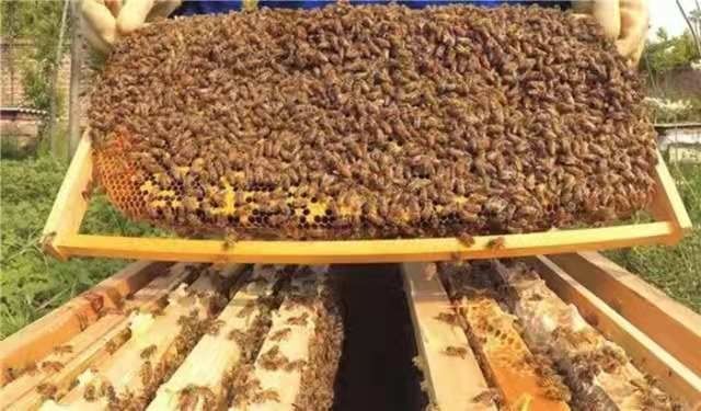  , ɢ 185350wipb2ai17bbpibzo