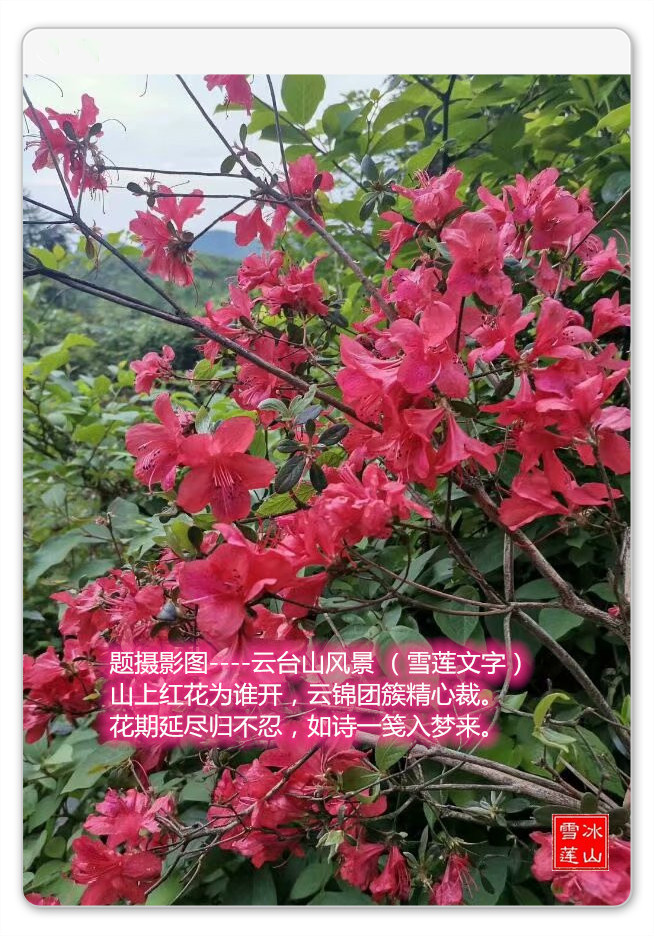 ̨ɽ羰 羰 Ͻ 194730snzgb0dqnvq0f00z