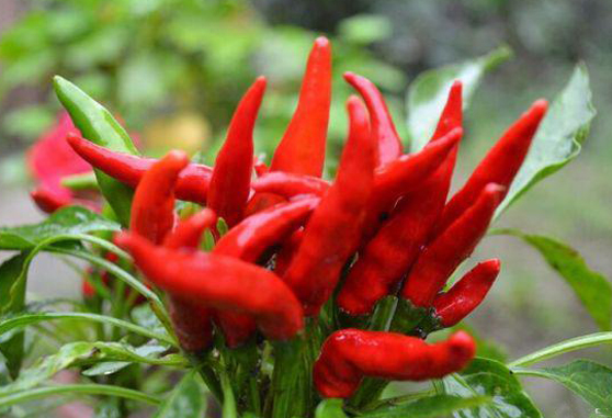  . Сף ,С Ͻ 222521avoiibvbzgamixr4