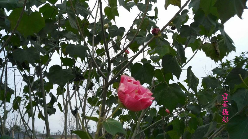 ܽشɫ ܽ,ɫ, Ͻ 004248i4lf58bobbbb5t66