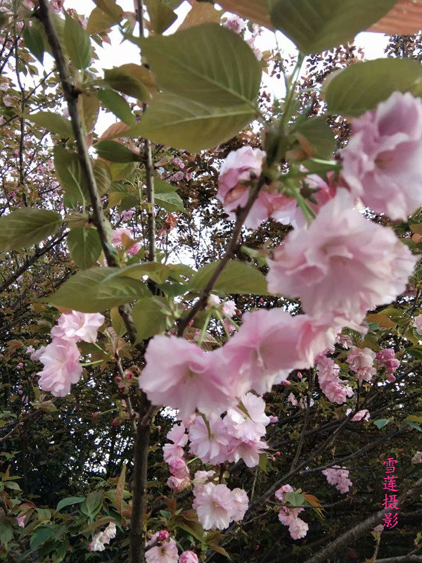 ·ƷԼף ,, ԭ׷ 221620ths52r595ggr4c5h