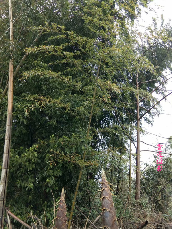   Ͻ 224216ygb2bgzz0961y8al