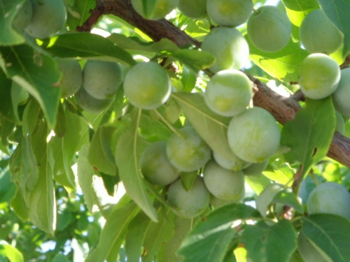 Ұ澰ģɽɣ Ұ,澰,ɽ, Ͻ 071507r0kggrkjsauyuubr