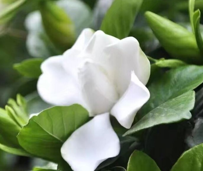 ӻף ӻ Ͻ 224315dwx4olx9hhrzzi19