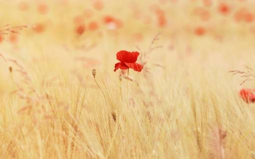  , ɢ 081323s41e4h43pi4e2unx