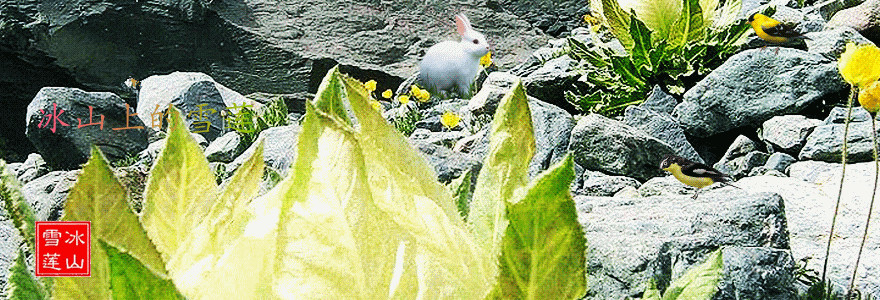 ɽϵѩ ɽϵѩ,ѩ ִʫ 184231mv0l01rfereefp0f