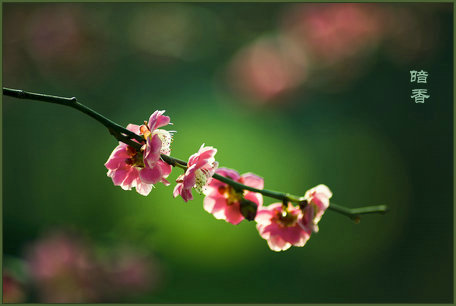 㻨Ӱܹ飨ųˡ  Ͻ 002646jkktp4akektpt092