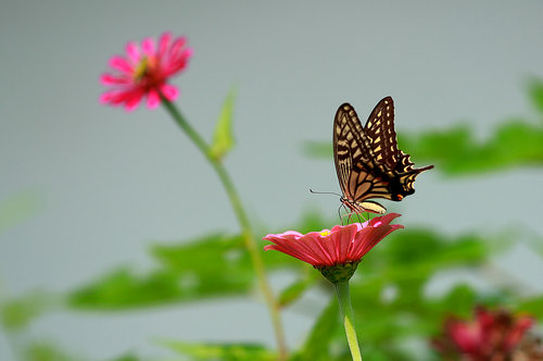 ﻨ   ﻨ, Ͻ 201023fdl3li5l6wwvjucl