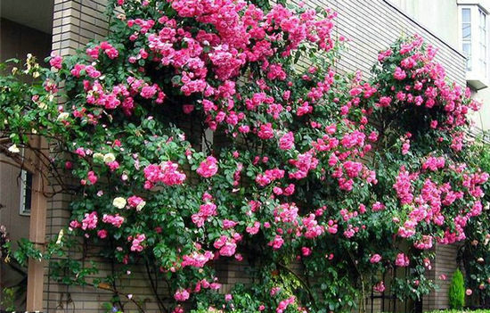 Ҷ  ɢ 203535hfbxq75dwj7b5lfg