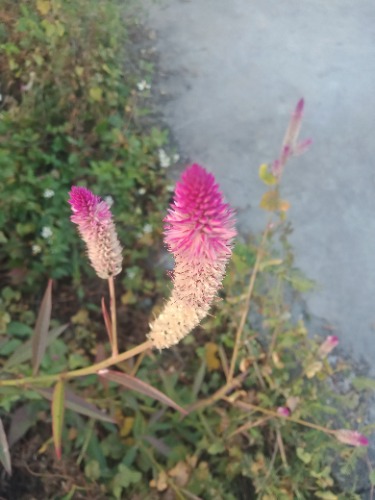   ԭ׷ 222520guye52ylrvvpycxp