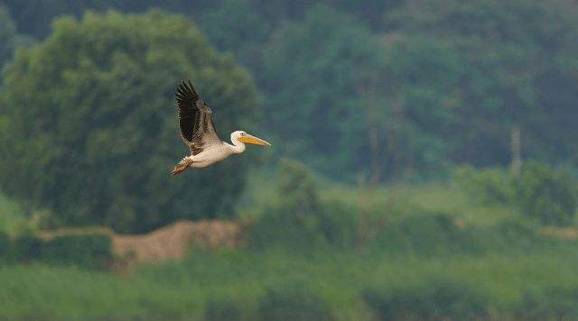 ɣʫ黭߮ ,ʫ黭,,߮ ɢ 090542h34vrmurw6v0umw4