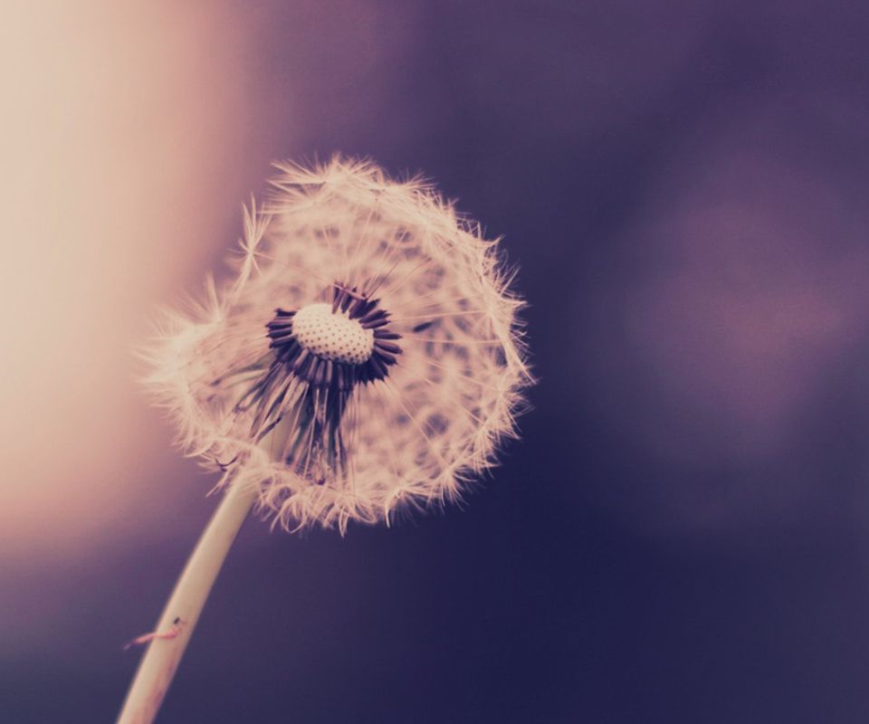 �ѹ�Ӣ��Լ�� �ѹ�Ӣ��Լ��,Լ�� ԭ���׷� 231658l8ivcc8fqkicia8l