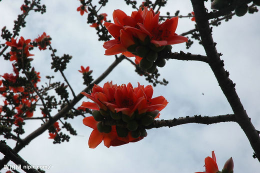   Ӣۻ ,Ӣ Ͻ 155257oaw96bkbfdaghz3e