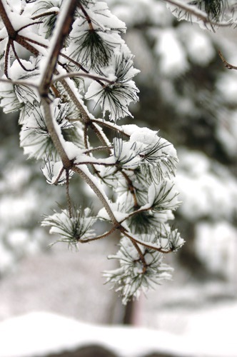 Է书һף ,,书,һ ִʫ 