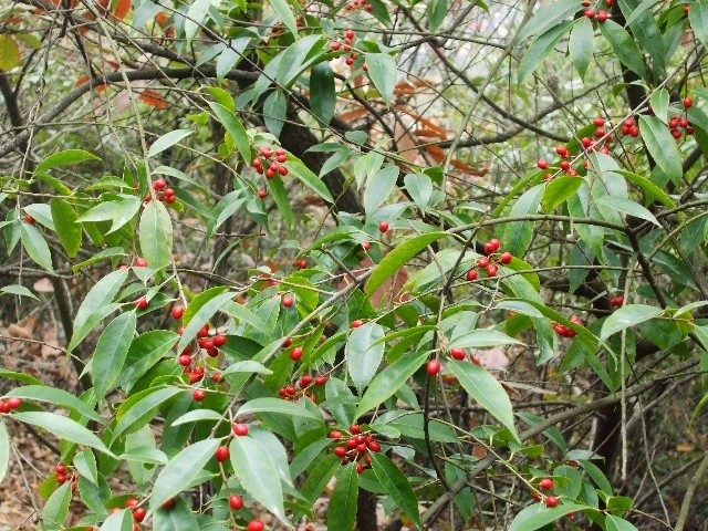 Ұɽģɽɣ Ұ,ɽ,ɽ, Ͻ 153515pucwwubb1jcexfwc