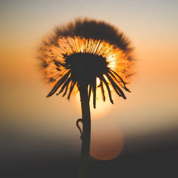 src=http___img.qqju.com_pic_tx_tx28800.jpg&refer=http___img.qqju.webp.jpg src=http___img.qqju.com_pic_tx_tx28800.jpg&refer=http___img.qqju.webp.jpg