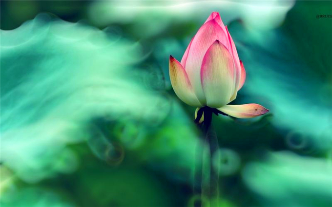 ɻѩӡ ɻ,ӡ ɢ 105806u736a6jgza04dl0m