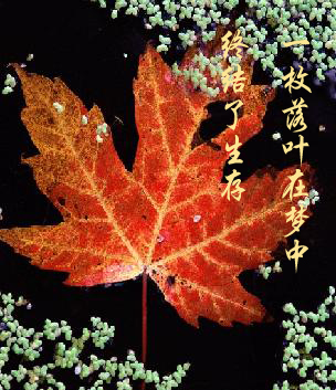 Ʈ Ʈ ɢ 091001fvhcqe0cep6lr9c8