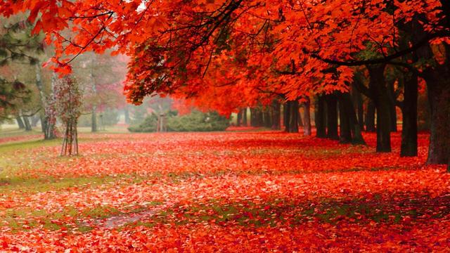 һɫƽ ɫ,,ƽ ɢ 112502trwcn8fsr4vv87dj