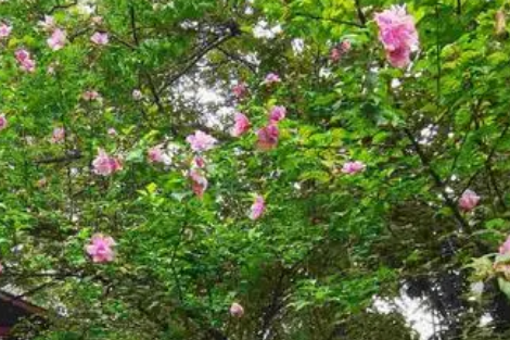 ľȻʢʫ ľȻ,,ʢ,ʫ ִʫ 150035jy7v8mz2avrnf24y