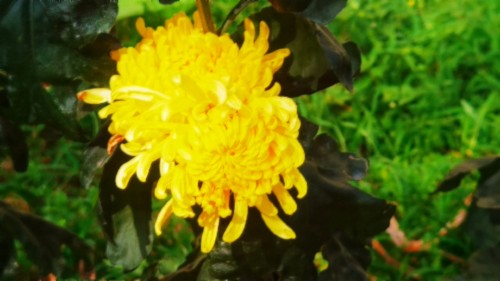 ߾¾ ߾ Ͻ 115306fh4caduc4cdddagd