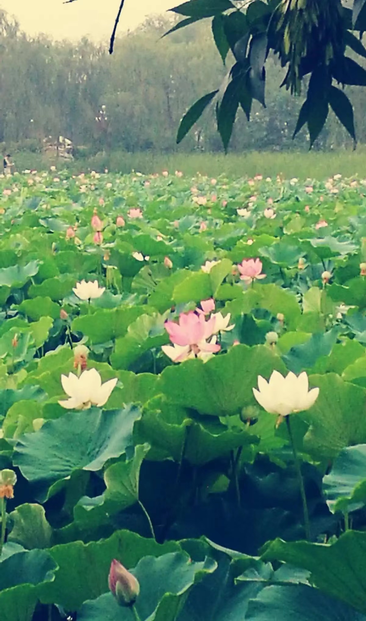 ҹ紵 ,ҹ紵 Ͻ 120928k9nng95zc0hcwq17